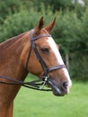 Horse In Bridle Headshot Royalty Free Stock Photo