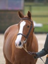 Horse In Bridle Headshot Royalty Free Stock Photo