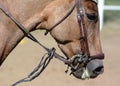 Horse bridle, snaffle. Horse mouth. Equestrian sport in details