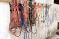Horse bridles hanging Royalty Free Stock Photo
