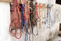 Horse bridles hanging