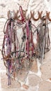 Horse Bridles and Headstalls on a wall Royalty Free Stock Photo