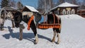 A horse in a bright decorative harness is tied to a rack. Royalty Free Stock Photo