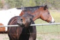 Horse Brown Behind Fence