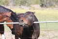 Horse Brown Behind Fence