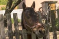 A horse (Equus caballus) looking out from behind the rails of a crooked fence .