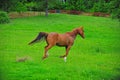 Horse brown colt Royalty Free Stock Photo