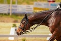 Horse brown dressage chews on long reins.