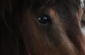 Horse brown eye close up animal