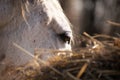 Horse brown eye with white eyelashes close up Royalty Free Stock Photo