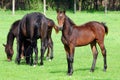 Horse brown foal