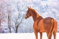Horse, brown, fox in a winter landscape, stands on the snow-covered pasture and looks attentively to the left.