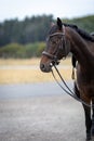 Horse brown with human eyes in portraits from the left side upright.