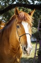 Horse with a brown mane stands on a background of green leaves