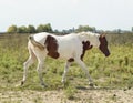 Horse with brown spots and light mane standing on green grass