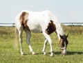 Horse with brown spots and light mane standing on green grass