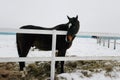 Horse brown suit Royalty Free Stock Photo