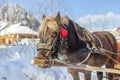 Horse brown suit in harness Royalty Free Stock Photo