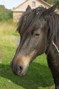 Horse brown suit Royalty Free Stock Photo