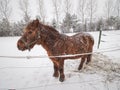 Horse with brown winter fur stay in snowy paddock