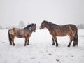 Horse with brown winter fur stay in snowy paddock Royalty Free Stock Photo