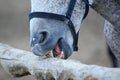 Horse brushes his teeth on a tree Royalty Free Stock Photo