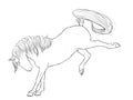 Horse Buck Line Art Equine Horses Stallion Black White Drawing