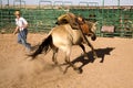 Horse bucking and cowboy Royalty Free Stock Photo