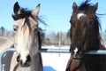 Horse Buddies