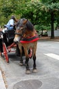 Horse & buggy