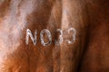 Horse butt from a side.Horsehair in close up with a number 33. Traditional horse races in Thailand Selective Focus short depth Royalty Free Stock Photo