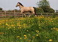 Horse in Buttercups Royalty Free Stock Photo