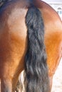 Horse buttock Royalty Free Stock Photo