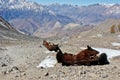 Horse cadaver abandoned in Himalaya mountains