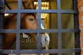 Horse in cage close-up image from zoo Royalty Free Stock Photo