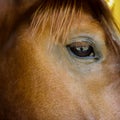 Horse in cage close-up image from zoo Royalty Free Stock Photo