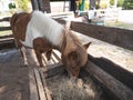 Horse in the cage eatting at the zoo, chiang rai Thailand Royalty Free Stock Photo