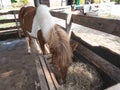 Horse in the cage eatting at the zoo, chiang rai Thailand Royalty Free Stock Photo