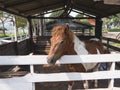 Horse in the cage at the zoo, chiang rai Thailand Royalty Free Stock Photo