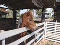 Horse in the cage at the zoo, chiang rai Thailand Royalty Free Stock Photo