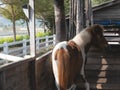 Horse in the cage at the zoo, chiang rai Thailand Royalty Free Stock Photo