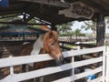 Horse in the cage at the zoo, chiang rai Thailand Royalty Free Stock Photo