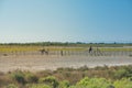 Horse in Camargue