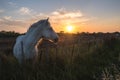 Horse of Camargue at sunset Royalty Free Stock Photo