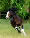 Horse cantering Royalty Free Stock Photo