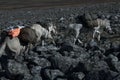 Horse caravan loaded with walking on the rocks.