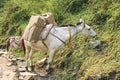 Horse caravan in Nepal