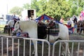 Horse Carousel