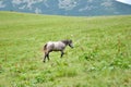 Horse, Carpathian Mountains Royalty Free Stock Photo