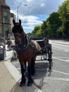 Horse and Carraige on Street Royalty Free Stock Photo